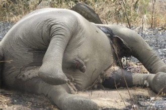 Gabon : 11 000 éléphants tués dans le parc national de Minkébé !